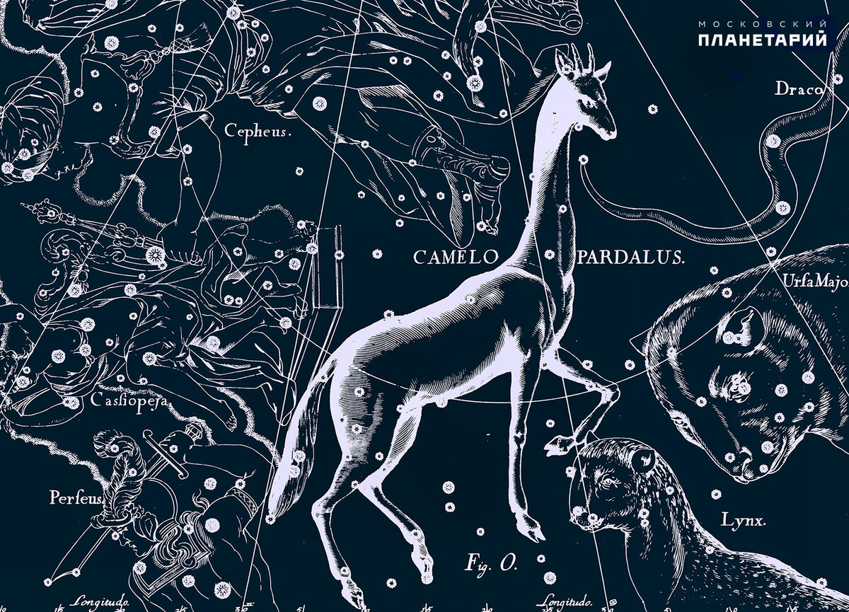 жирафы в небе. жираф на звездном небе. камелопардалис созвездие. My camelopardalis звезда. созвездие.