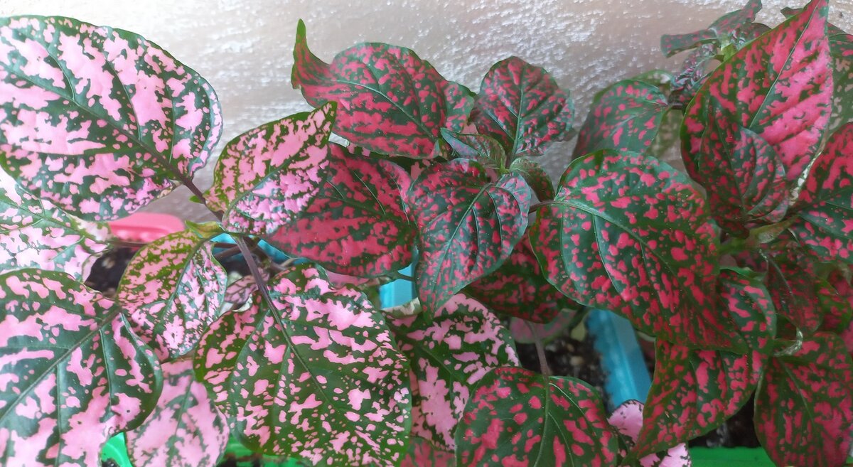 Заметила, что декоративно-лиственные растения меня привлекают больше цветущих...