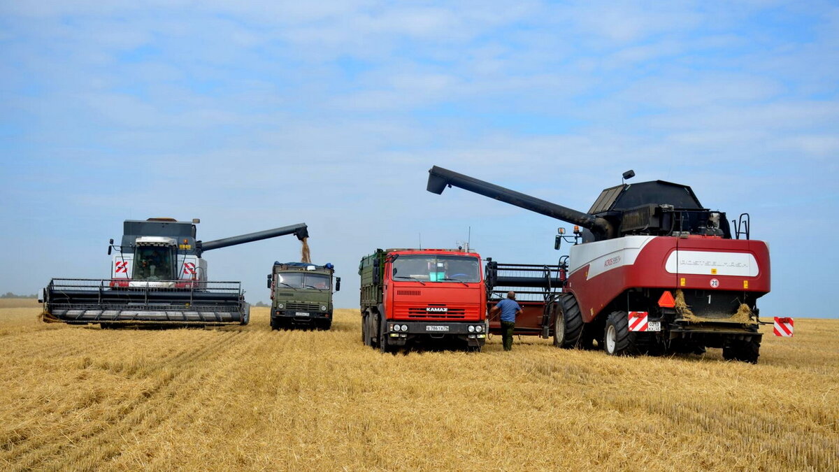 Уборочная кампания. Сбор зерна. Зерновые культуры. Уборочная страда курганская область 2022. Уборка пшеницы 2023.