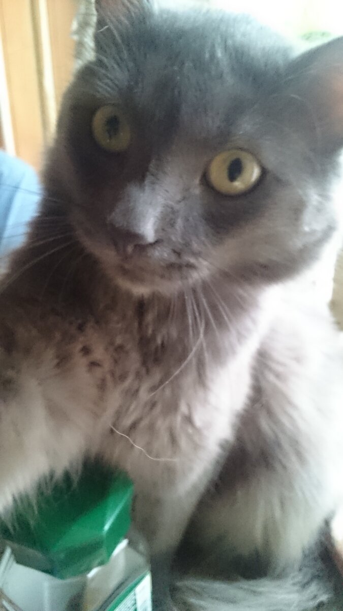 Его Величество Плюшандр