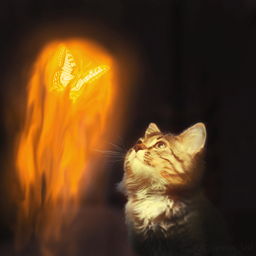 котёнок и горящая бабочка