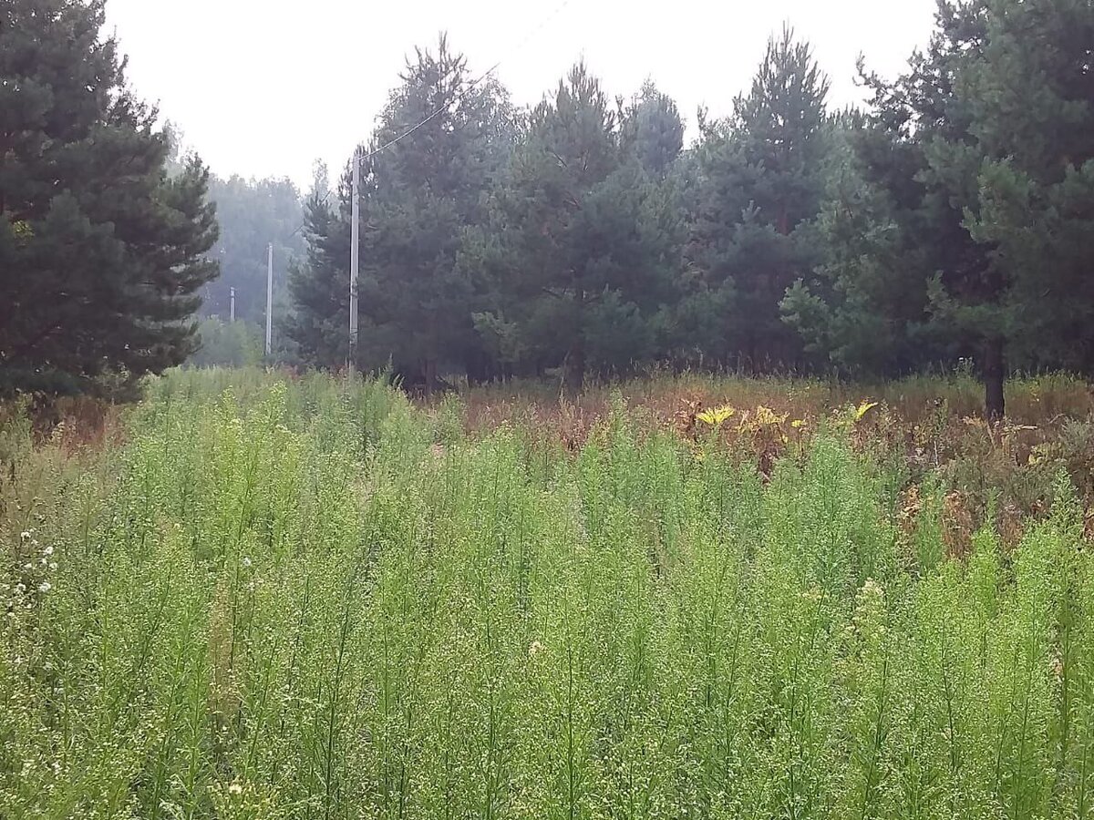 "Потерянный" земельный участок