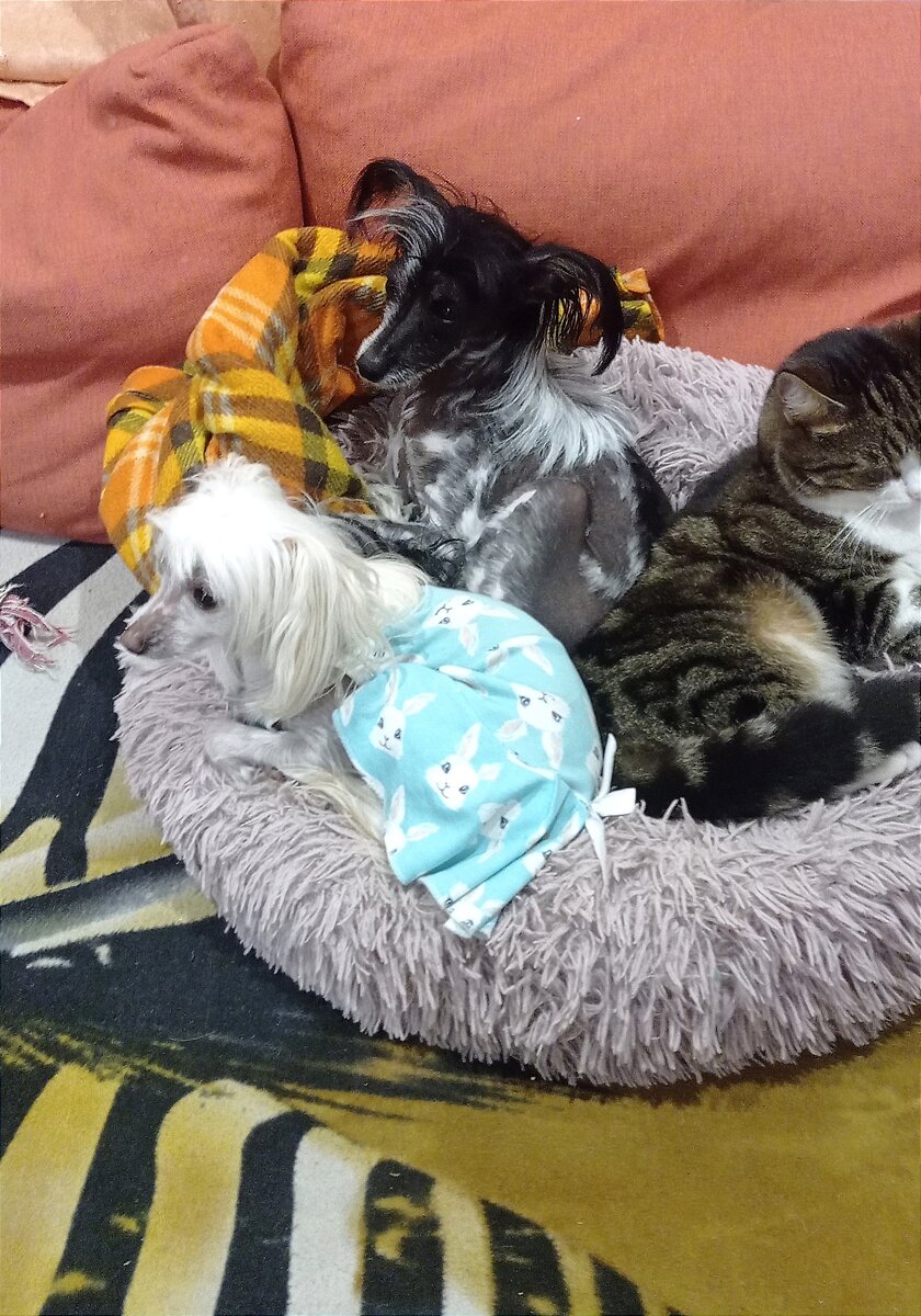 Мои любимки 