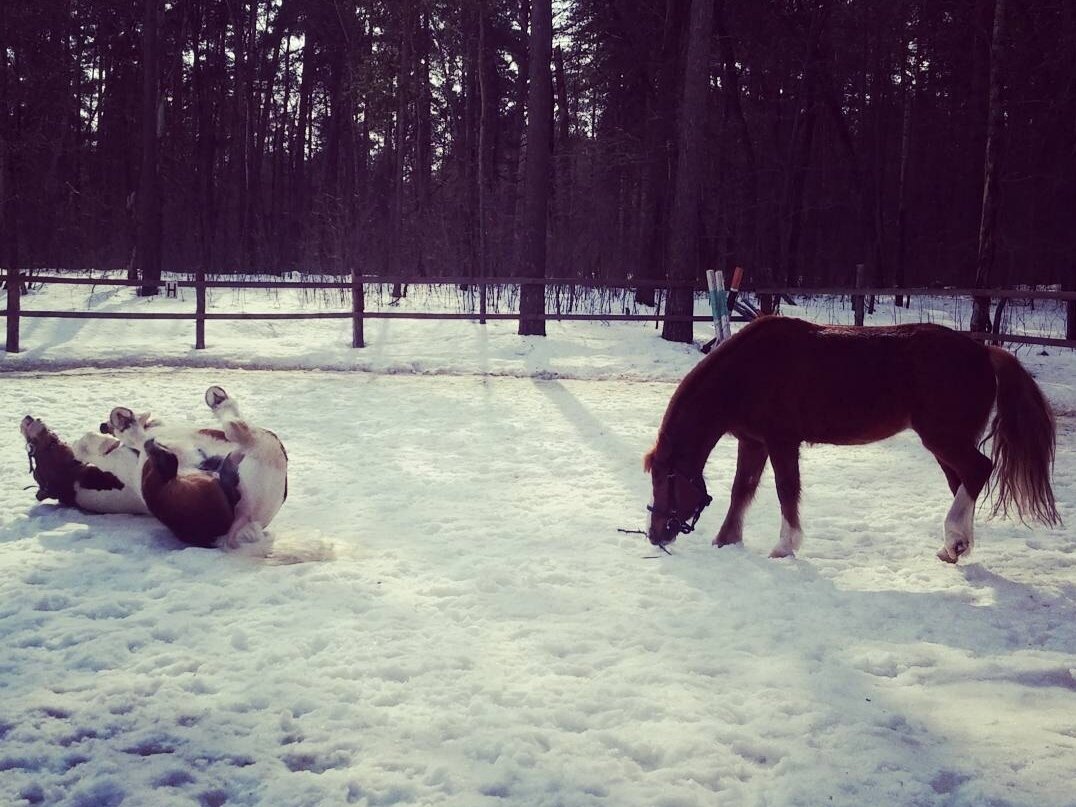 Лошадь слева валяется 