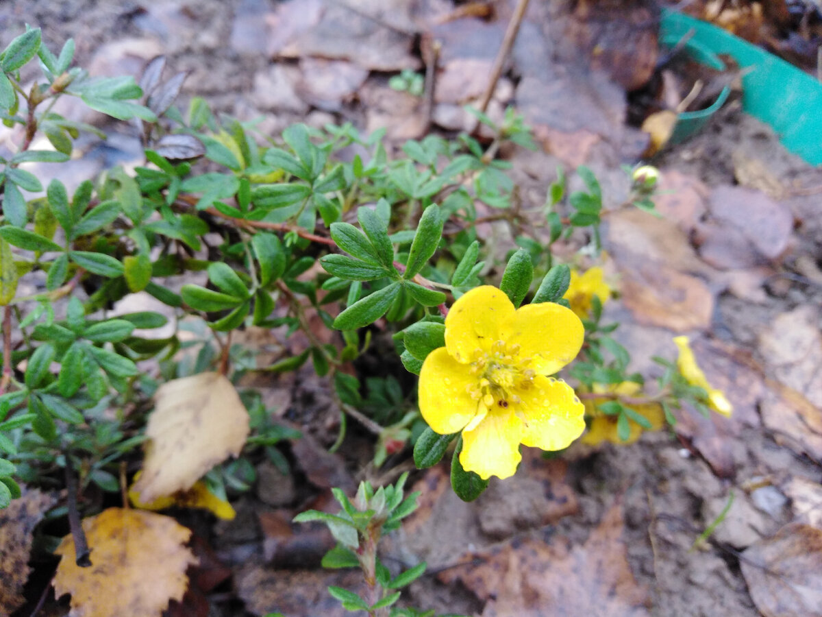 Все еще цветет стойкая лапчатка (курильский чай) Саммертайм