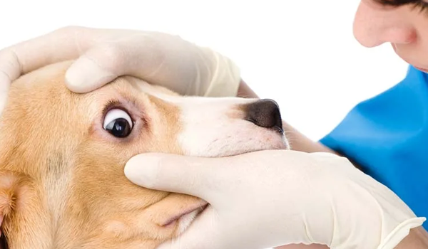 Какой у собаки может быть диагноз, если она имеет конъюнктивит?