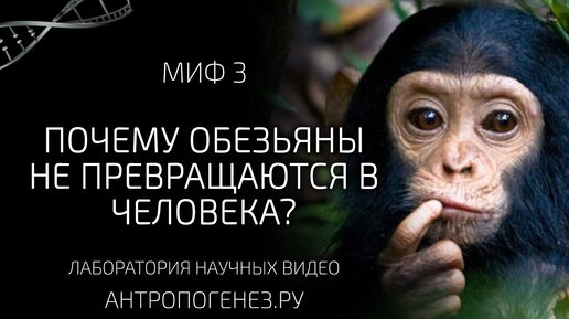 Почему обезьяны не превращаются в человека? - Александр Соколов. Мифы об эволюции человека. Миф 3