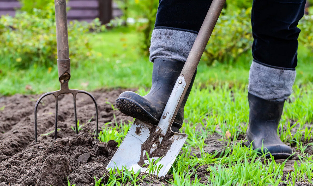 Яндекс.Картинки