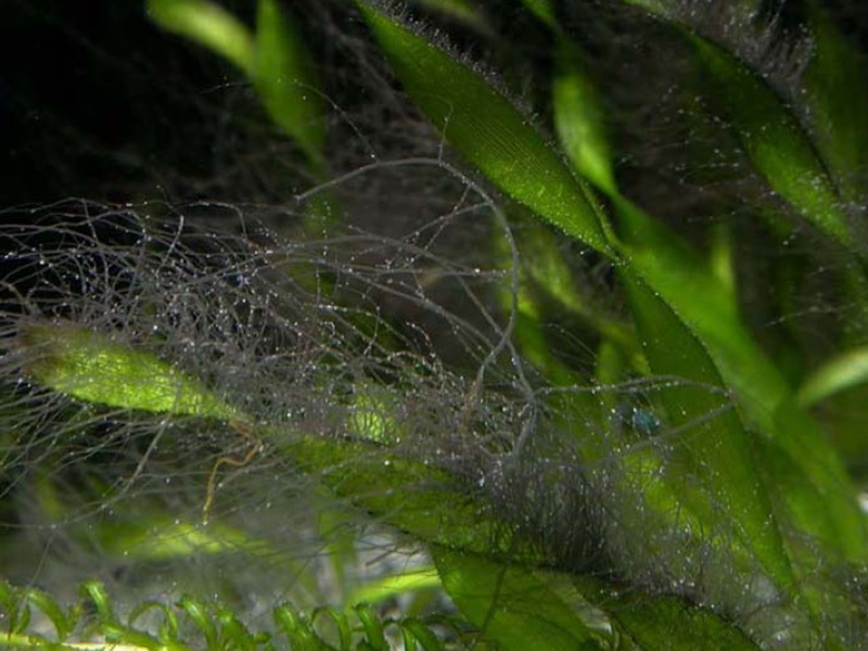 Чёрная борода