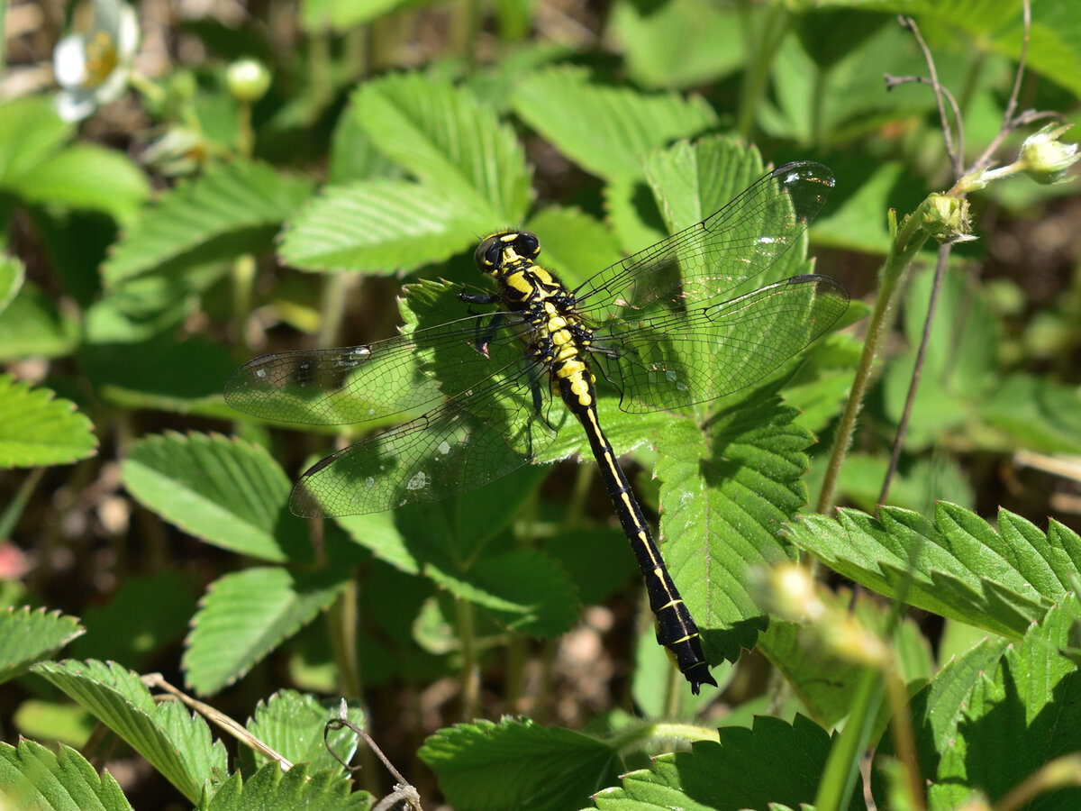 Просто стрекоза.