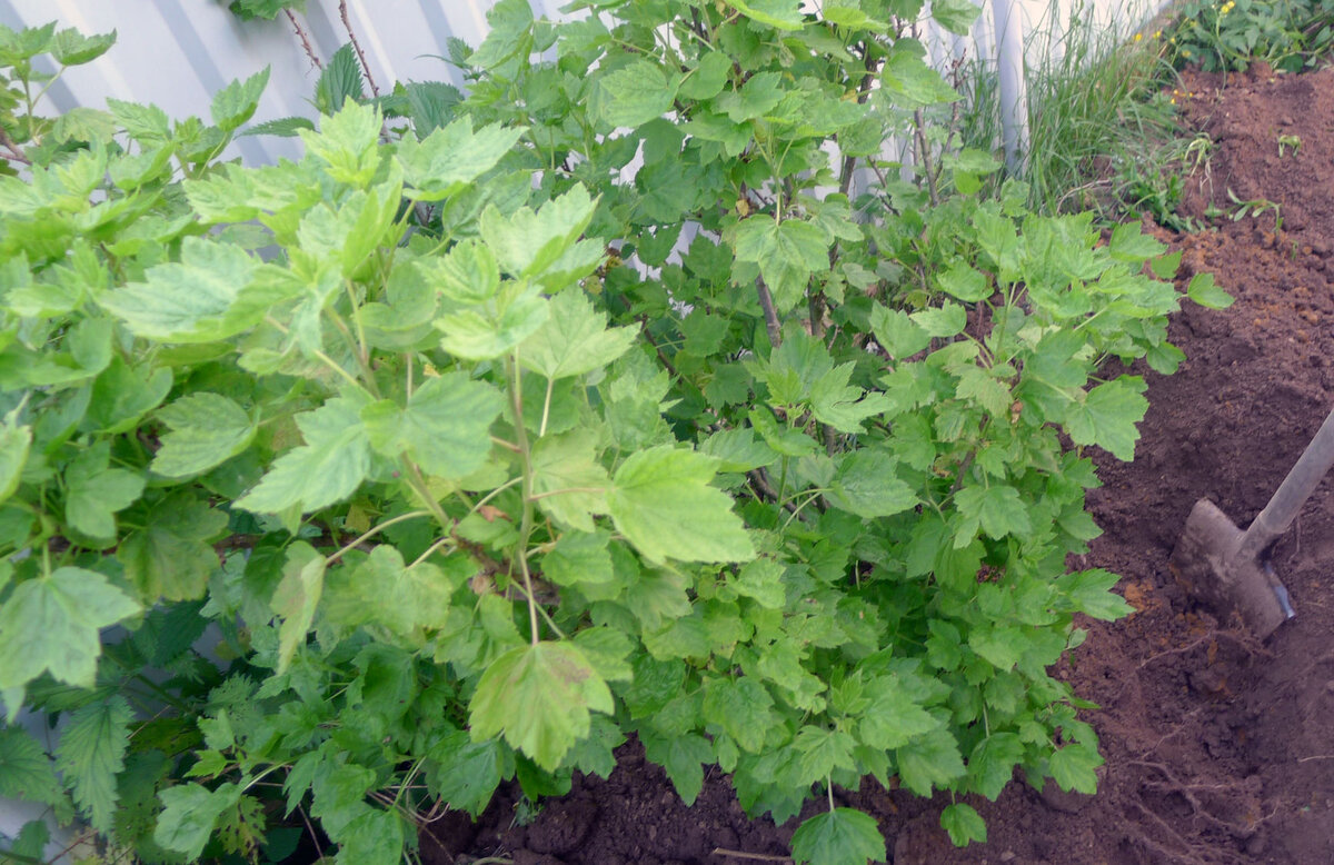 Кусты смородины весной. Фото автора