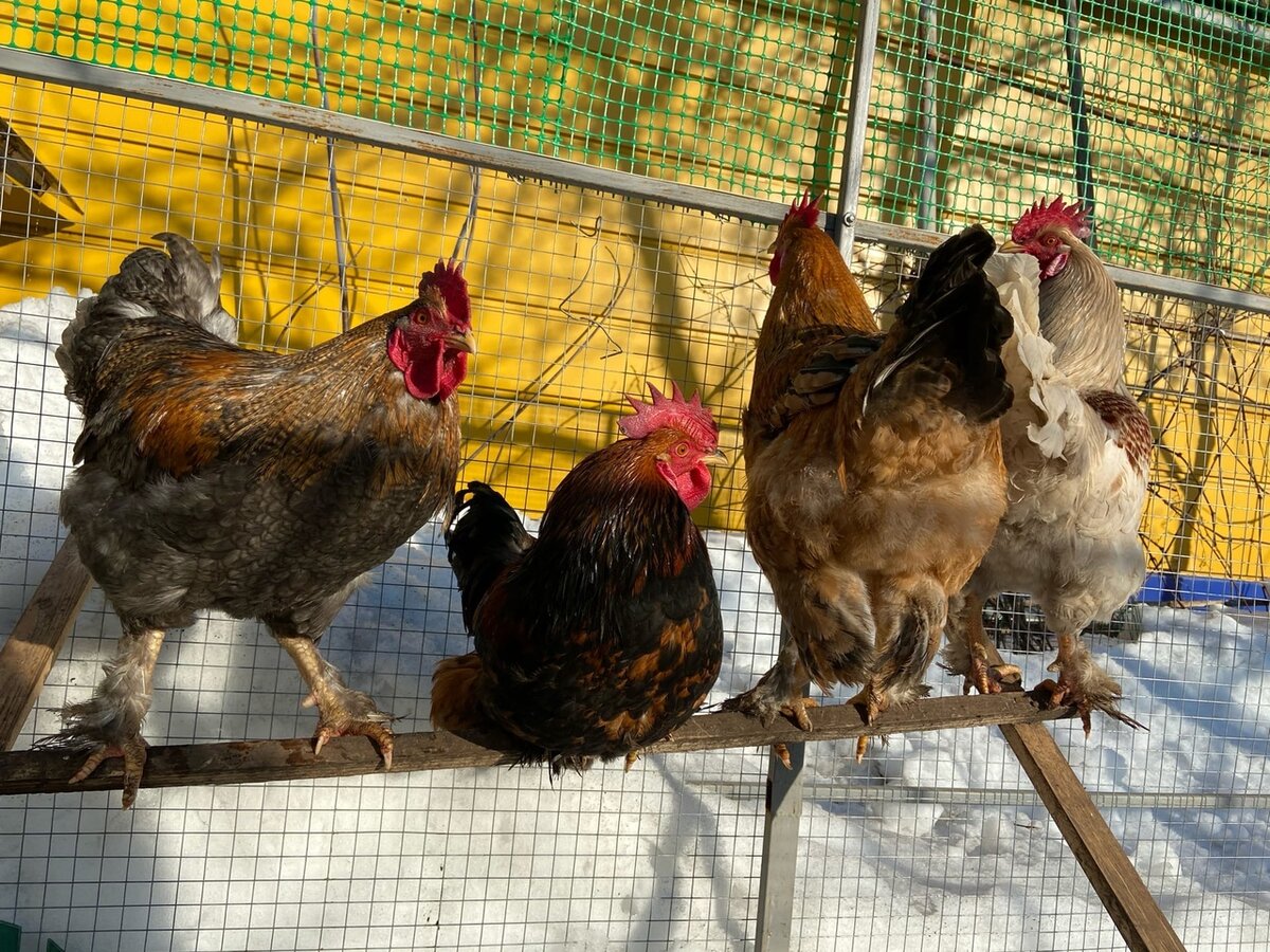 Яша, Витас, Глаша и Гоша.