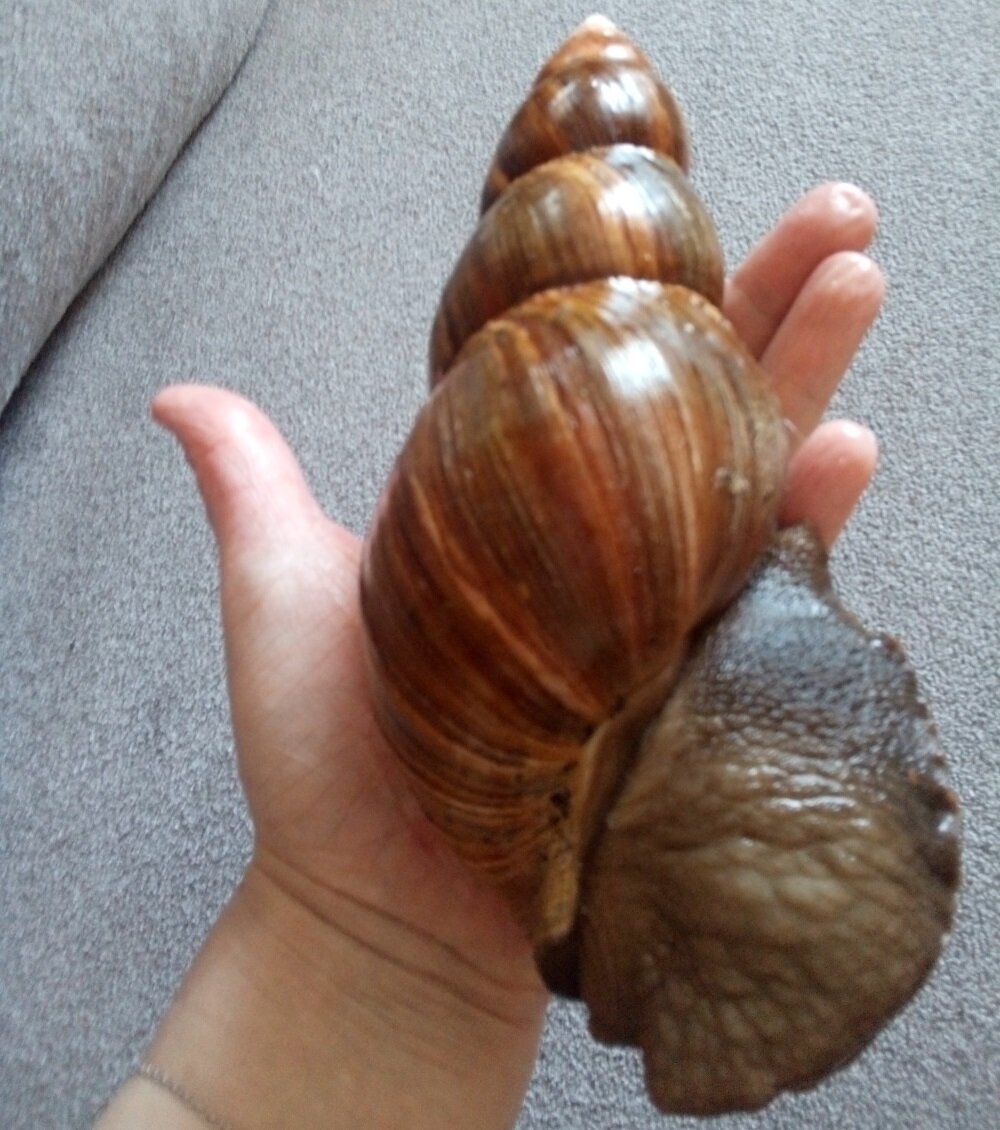 Моя первая ахатина, последнее прижизненное фото этой улитки рука моя