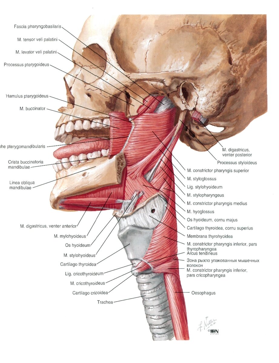 Анатомия основных мышц ротовой полости и глотки
