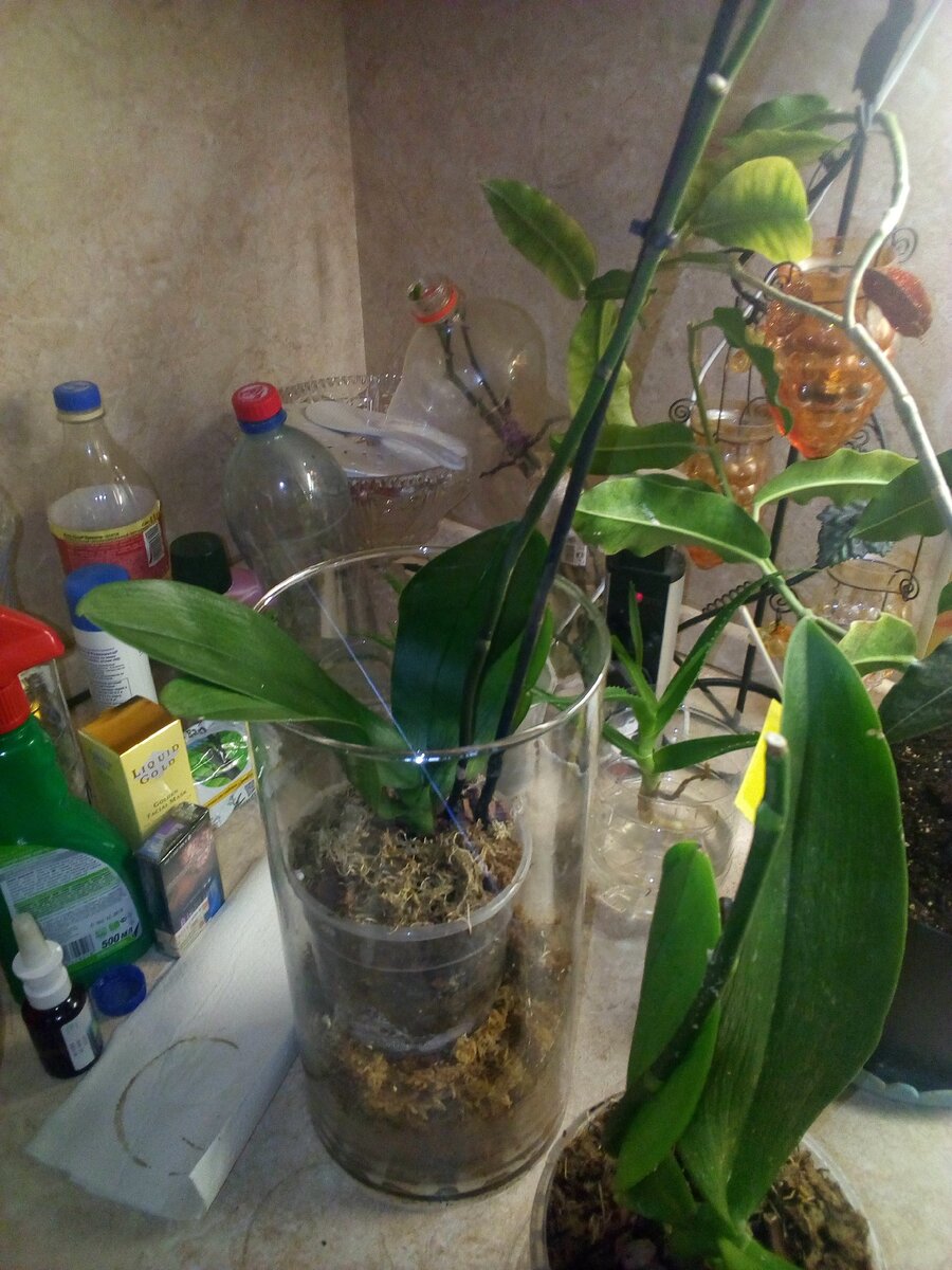 PHALAENOPSIS