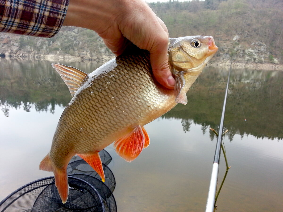 Весенний язь. Мощная рыба, не прощающая ошибок вываживания. Фото: автор
