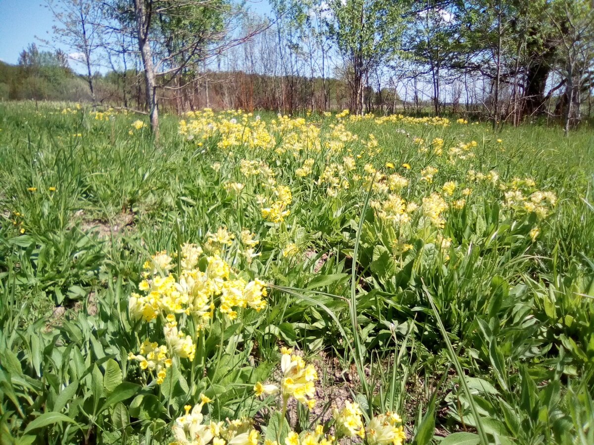 первоцветы