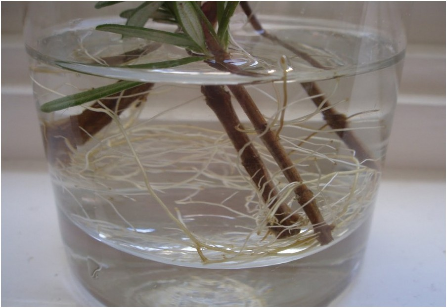 корни (фото инет)