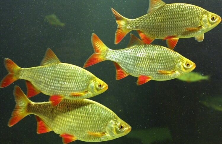 Влияние давления на активность рыбы в водоемах
