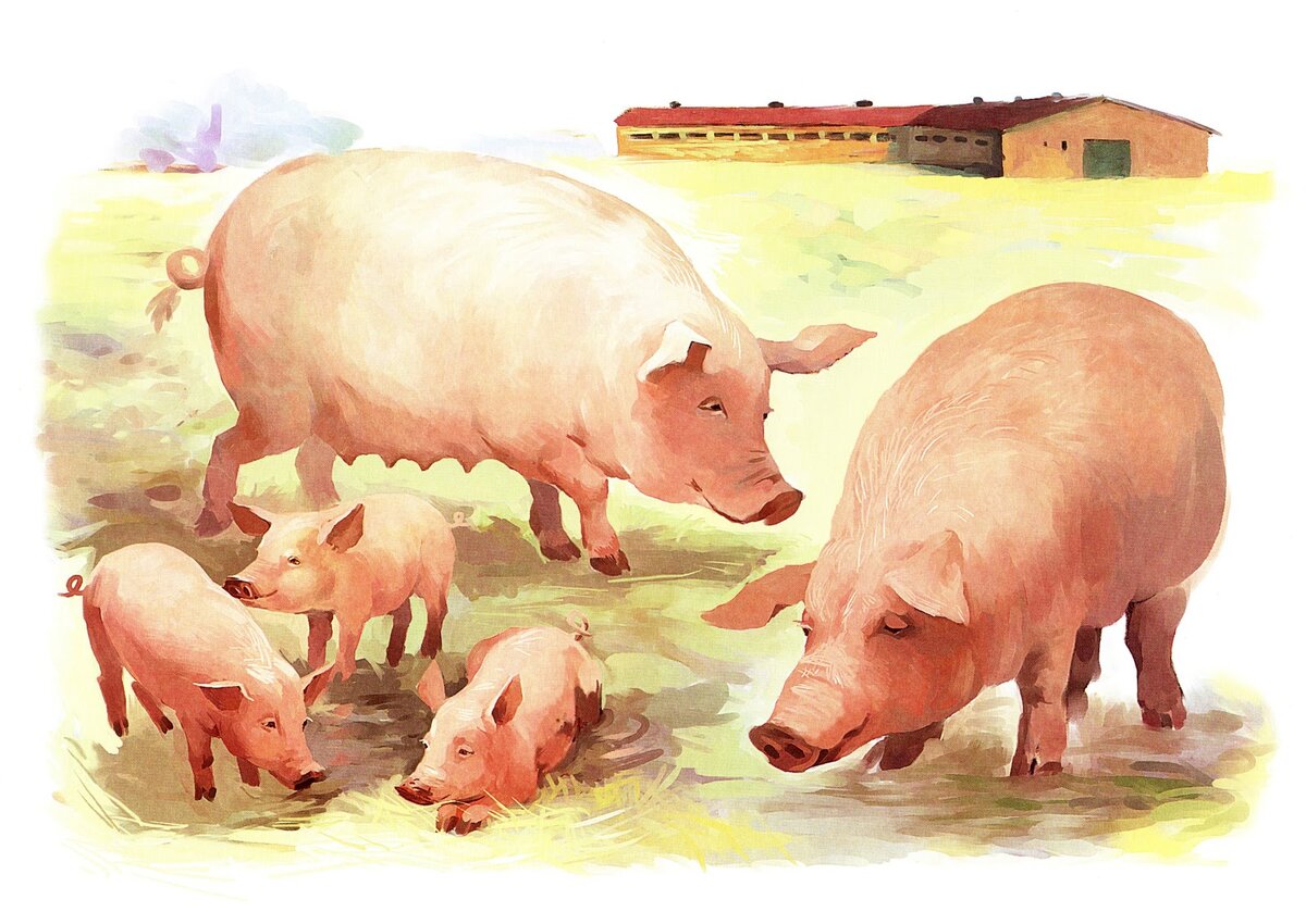 Разведение свиней на частном подворье. Насколько это выгодно?