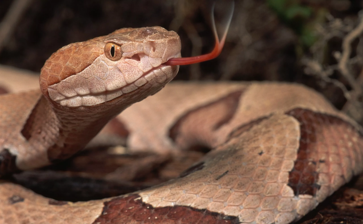 Медноголовый щитомордник.