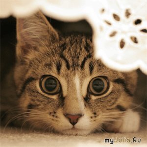 картинка из интернета.