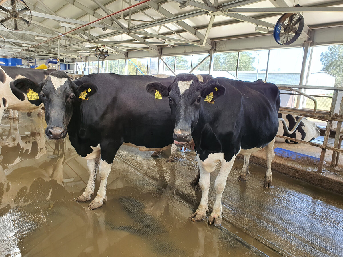 фото Fermer.ru ©