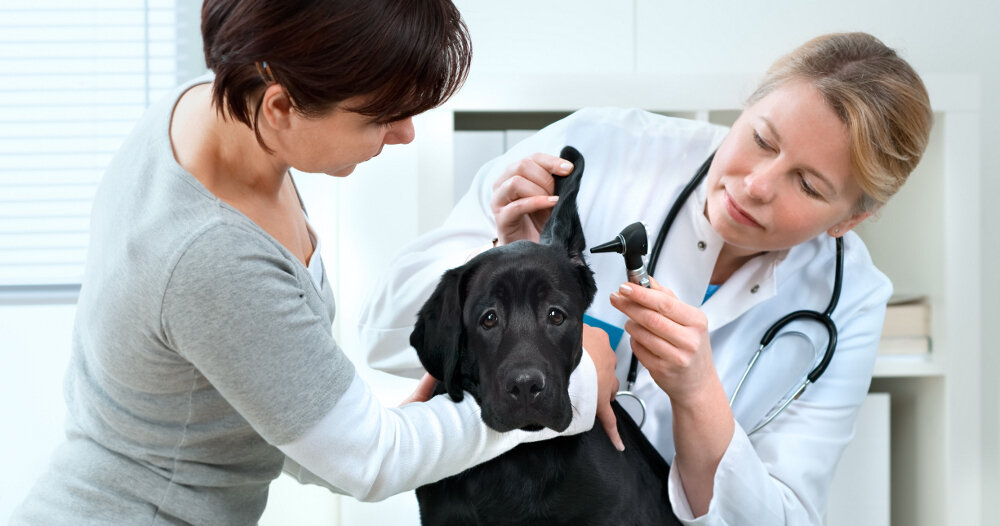 Фото из свободных источников 