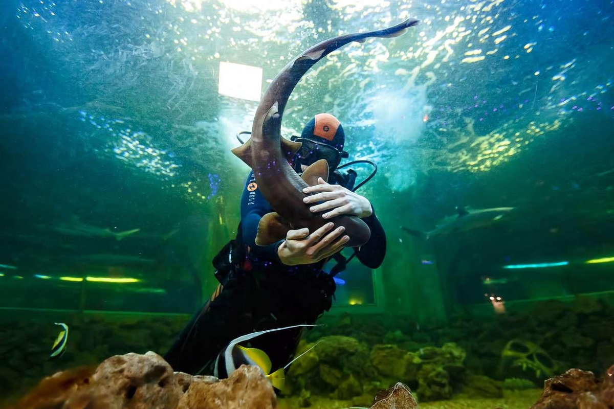 Океанариум на воде ростов. Ocean Park Краснодар. Океанариум океан парк Краснодар. Океанариум Краснодар Галактика. Океанариум океан парк в Геленджике.