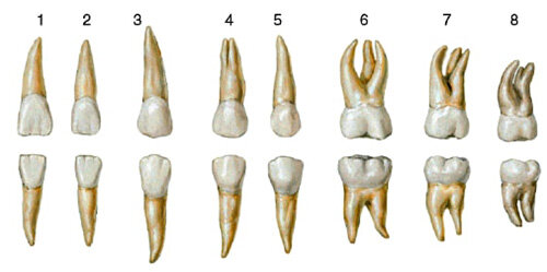 Зубы человека – строение, количество, нумерация и состав