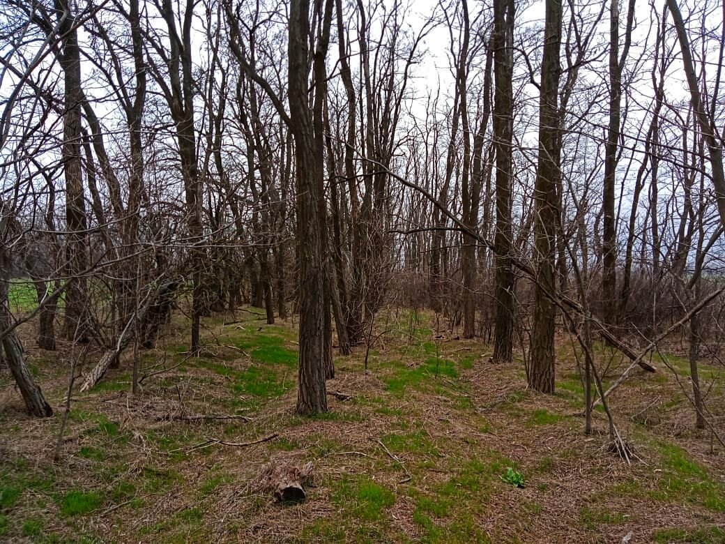 Старый лес на окраине поля и первая молодая травка