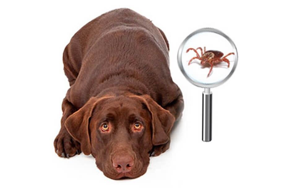 Изображение из Яндекса картинки