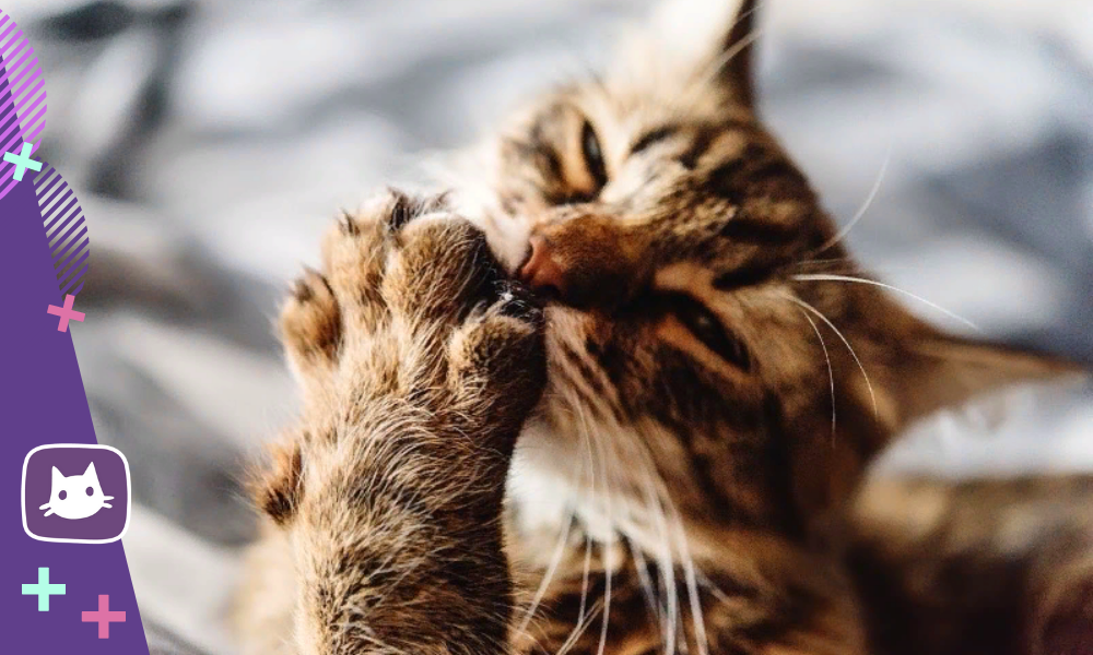 Почему кошка грызёт когти на лапах