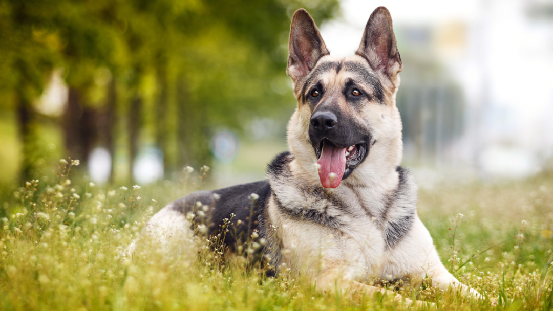 Красивая ВЕО. Источник фото: aquarium-fish-home.ru