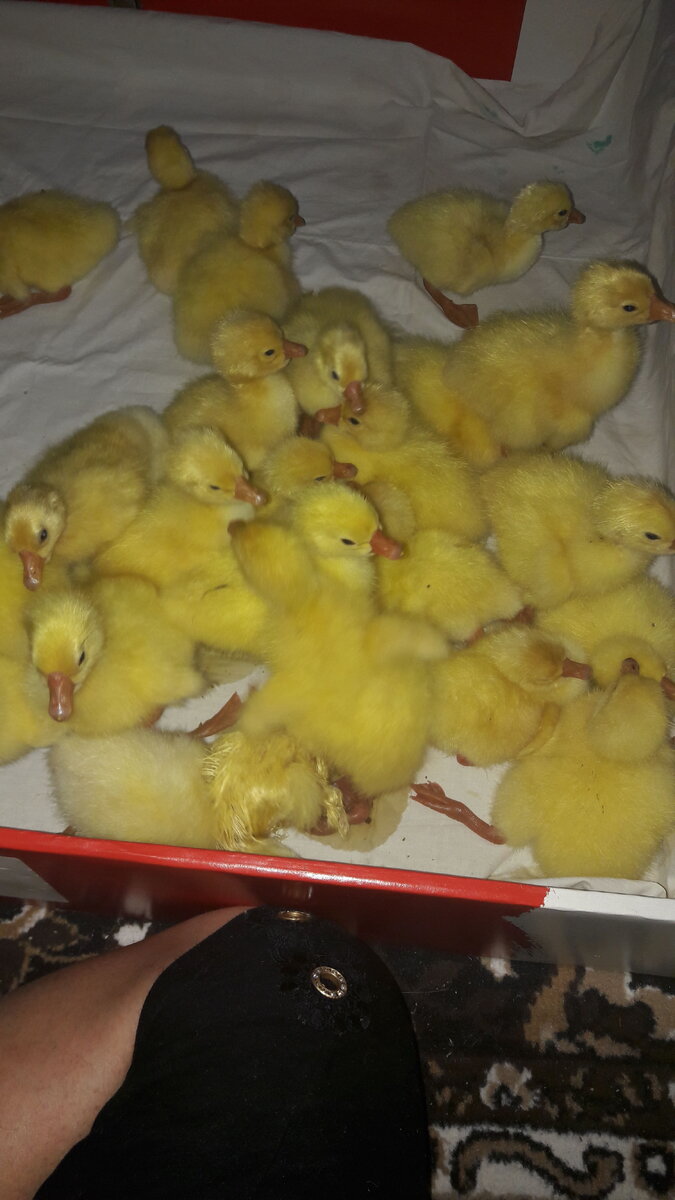 Гусята недавно вылупились