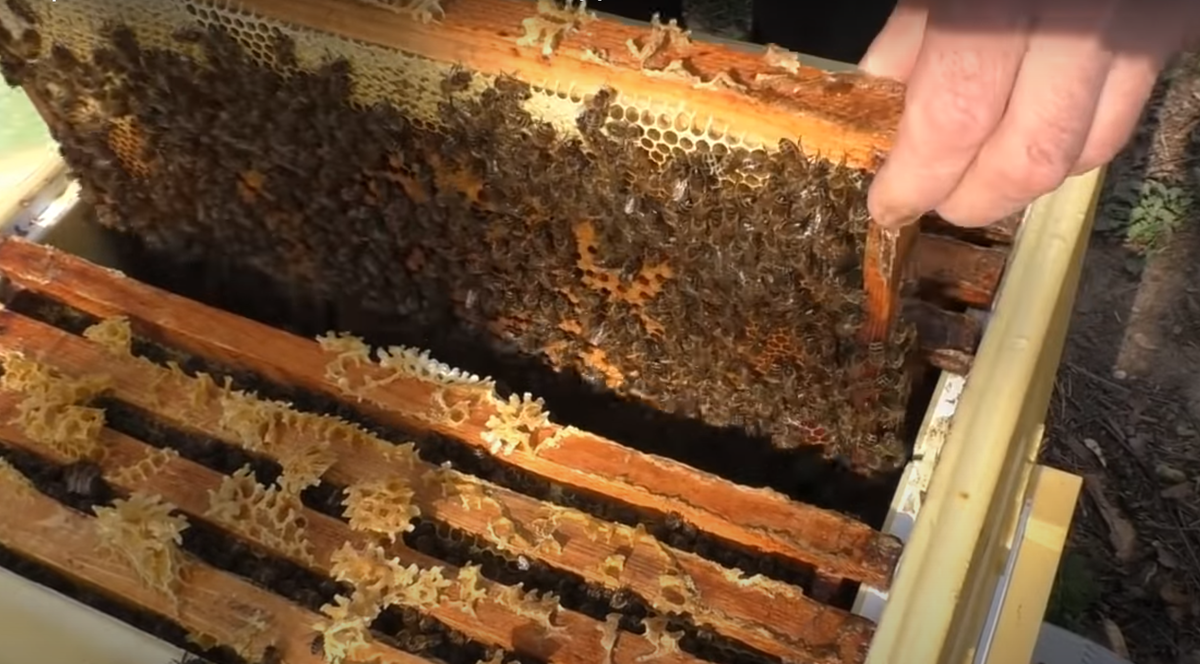 десятирамочный дадан