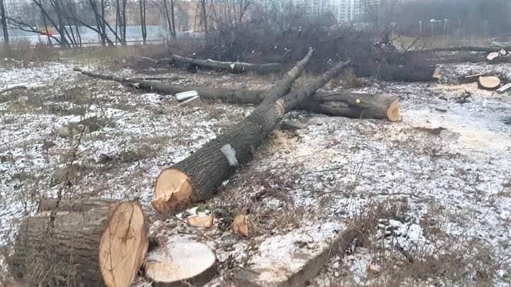 
 Вырубка рощи у Кутузовского проспекта. Фото: Facebook / Maria Bainova