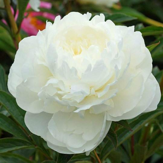 Пион Молочноцветковый White