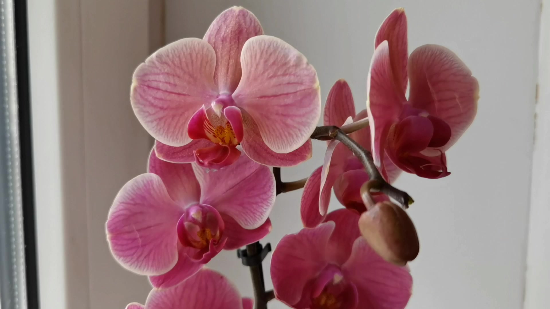 Внешний вид орхидеи Нарбонна