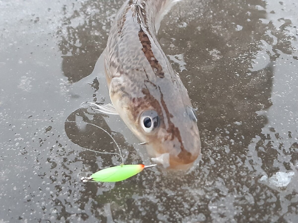 навага на пластиковую мормышку лодочка со светонакопителем 