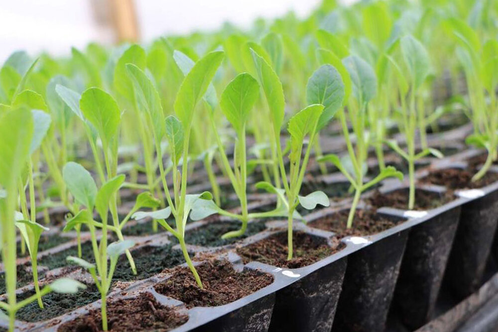 Тонкости выращивания рассады капусты, которые помогают получить урожай