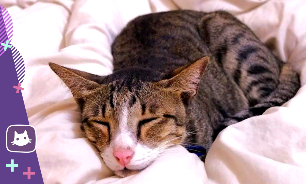 спящий кот. кошачья чумка панлейкопения. больная домашняя кошка. у всех ли кошек нос вниз. чума кошек панлейкопения.