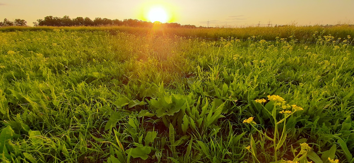 Наши 10 соток. 
