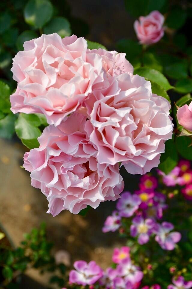 Роза японская Daphna. Фото из открытых источников. 