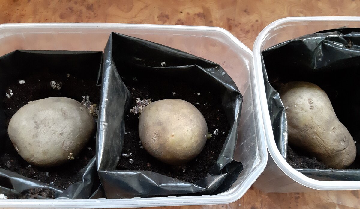 Выращивание рассады картофеля. Фото автора.