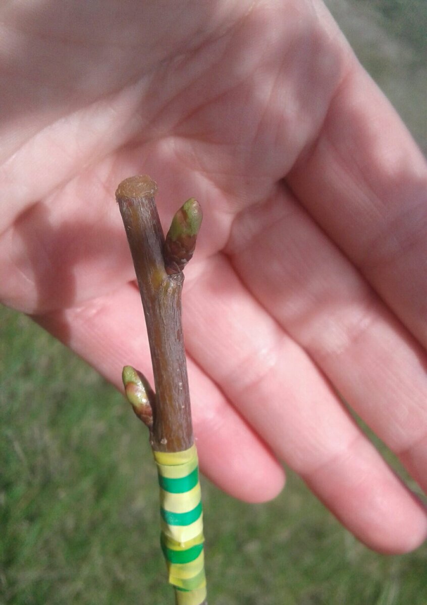 Веточки старалась подбирать по диаметру на подвое и привое. Это фото спустя месяц, почки уже набухли.