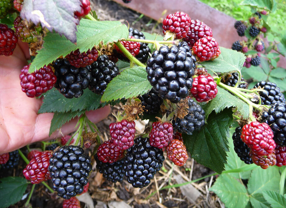 При соблюдении простейшей технологии выращивания  ежевика ежегодно приносит богатые урожаи
