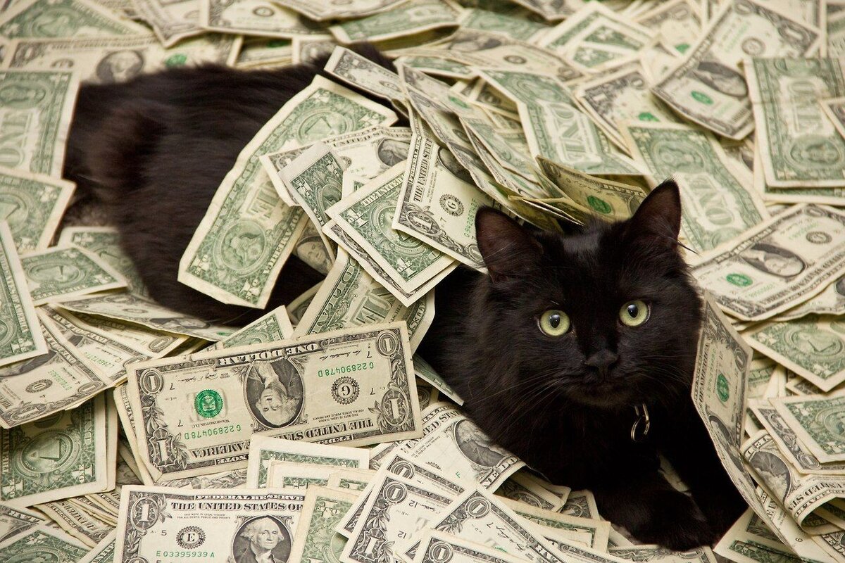 Котиков нельзя изымать в счёт долга. Фото: u-f.ru.