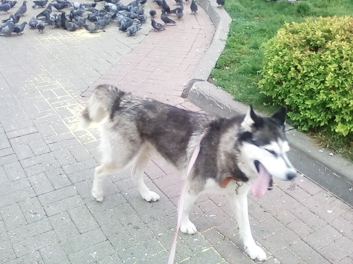 Ни одного голубя не пострадало.