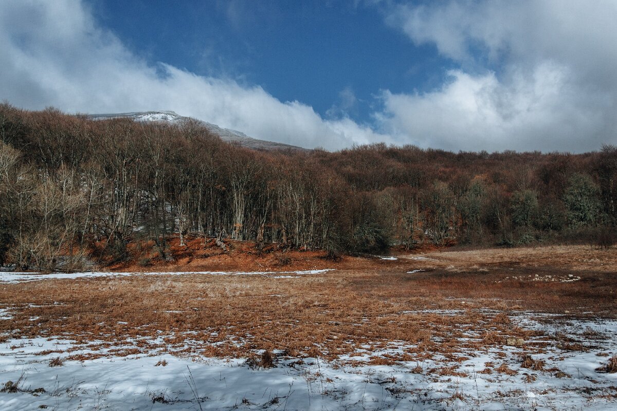 Секвойный лес в Крыму